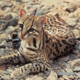 Ocelote0a93d34ff627fb8ad422