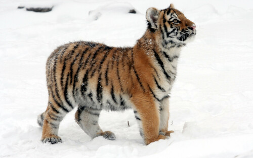 Panthera_tigris_altaica_22_-_Buffalo_Zoo413069df099c2b8b5e935.jpg