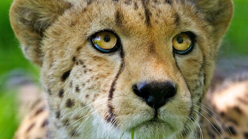 cheetah face baby nose close up 85766 3840x2160ea6aae5dc0cc838c