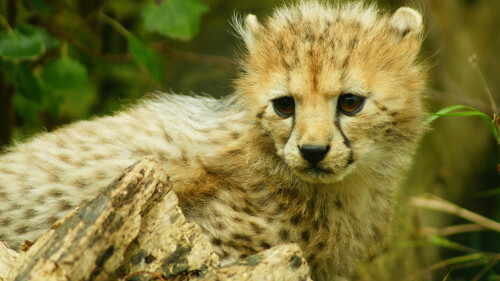 cub-cheetah-bigcat-wildlife-animal-wallpaper370cd15eb0cbec1fe480516861ba06c8.jpg