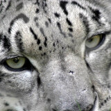 snow_leopard_7529a001dce4db77f2c4e50b5