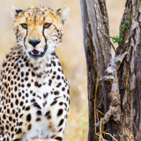 wallpapersden.com_cheetah_2550x170005dba4c99a50cbdeba86d22fba55bff8