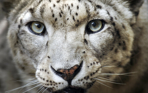 xUNDP-snowleopard-wildlife-conservation-SDG15-Goal15-01.jpg.pagespeed.ic.rCkpYuvGW9a756cda3c1aa271b4fa5b2bb220224f9.jpg
