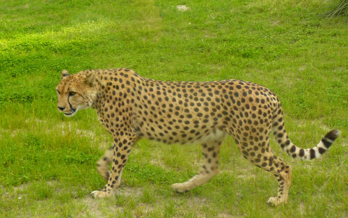 zwierzeta_gepard_dzikie_natura_przyroda_kot2c1500e5e857c8b17ef50.jpg