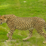 zwierzeta_gepard_dzikie_natura_przyroda_kot2c1500e5e857c8b17ef50