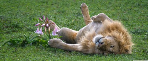 a_male_lion_sleeping_on_its_back-wallpaper-3840x160091bc1ef0b3e2cc95.jpg