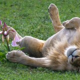 a_male_lion_sleeping_on_its_back-wallpaper-3840x160091bc1ef0b3e2cc95