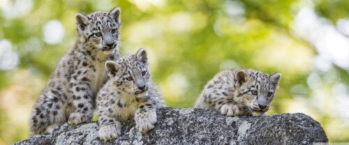 adorable_snow_leopard_cubs_wild_animals-wallpaper-3840x1600a1817228ce72373f.jpg