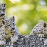 adorable_snow_leopard_cubs_wild_animals-wallpaper-3840x1600a1817228ce72373f