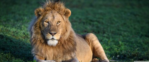 african_young_male_lion-wallpaper-3840x16000deea3d0cce0817b.jpg