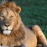 african_young_male_lion-wallpaper-3840x16000deea3d0cce0817b