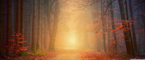 autumn_trees_forest_path-wallpaper-3840x160051ff7134864e23b3.jpg