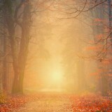 autumn_trees_forest_path-wallpaper-3840x160051ff7134864e23b3