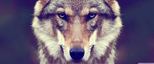 bad_wolf-wallpaper-3840x1600e9ed8af8a072cf8f.jpg