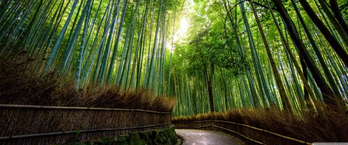 bamboo_forest_kyoto_japan-wallpaper-3840x1600c20cb9fbf1e7af8f.jpg