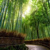 bamboo_forest_kyoto_japan-wallpaper-3840x1600c20cb9fbf1e7af8f