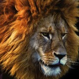 beautiful_lion_4-wallpaper-3840x1600bb8c963fd6686589