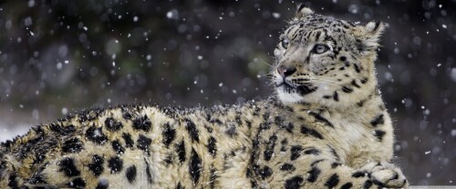 beautiful_snow_leopard_wild_animal_snowflakes_winter-wallpaper-3840x160095b2606f56b25bbd.jpg