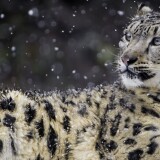 beautiful_snow_leopard_wild_animal_snowflakes_winter-wallpaper-3840x160095b2606f56b25bbd