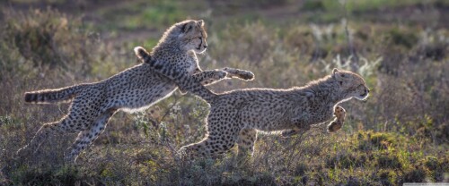 cheetah_cubs_running-wallpaper-3840x16003aa2bd0a69ce6994.jpg