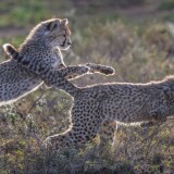 cheetah_cubs_running-wallpaper-3840x16003aa2bd0a69ce6994