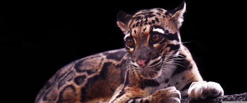 clouded_leopard-wallpaper-3840x1600b09714a0d312db57.jpg