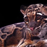 clouded_leopard-wallpaper-3840x1600b09714a0d312db57