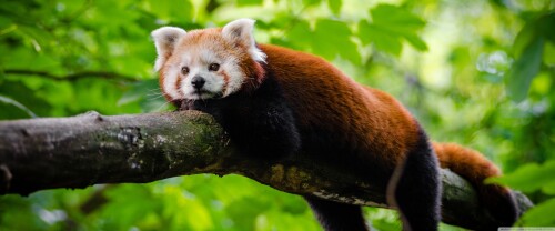 cute_red_panda-wallpaper-3840x16004c571d90ae9d62a8.jpg