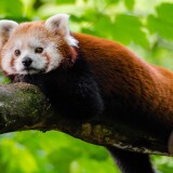 cute_red_panda-wallpaper-3840x16004c571d90ae9d62a8