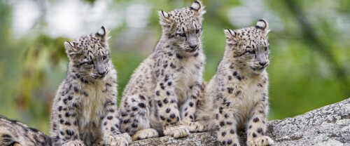 cute_snow_leopard_cubs_wild_animals-wallpaper-3840x1600b4eedc5074f28564.jpg