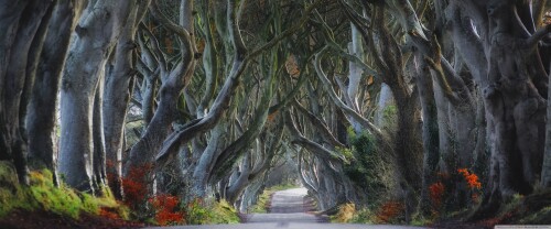 dark_hedges_beech_trees_northern_ireland-wallpaper-3840x16007ba93acb9cdcb25d.jpg