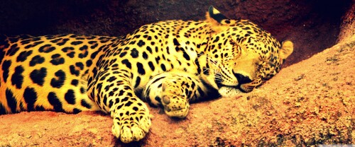 leopard_17-wallpaper-3840x160061364ac73aab5bc2.jpg