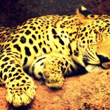 leopard_17-wallpaper-3840x160061364ac73aab5bc2