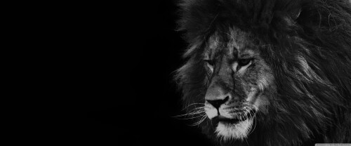 lion_black_and_white_2-wallpaper-3840x1600befb56b6f672d0b2.jpg