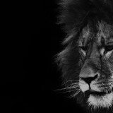 lion_black_and_white_2-wallpaper-3840x1600befb56b6f672d0b2