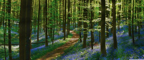 path_forest_bluebells_spring-wallpaper-3840x1600efacdbdb718fcd79.jpg