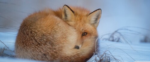 red_fox_cold_weather_winter-wallpaper-3840x16004995f21fc9fc1e33.jpg