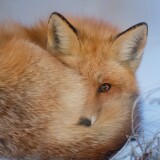 red_fox_cold_weather_winter-wallpaper-3840x16004995f21fc9fc1e33