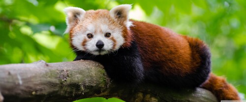 red_panda_2-wallpaper-3840x160032aaa8e2d1ee807f.jpg