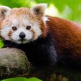 red_panda_2-wallpaper-3840x160032aaa8e2d1ee807f