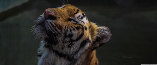 relaxing_tiger-wallpaper-3840x1600c0b32dc64a395a15.jpg