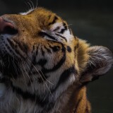 relaxing_tiger-wallpaper-3840x1600c0b32dc64a395a15