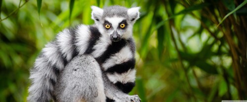 ring_tailed_lemur_2-wallpaper-3840x160095e35b63a3f06c07.jpg