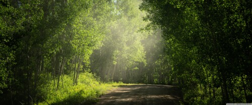 road_aspens_trees_in_colorado_summer-wallpaper-3840x1600b7753382faf1710e.jpg