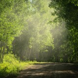 road_aspens_trees_in_colorado_summer-wallpaper-3840x1600b7753382faf1710e