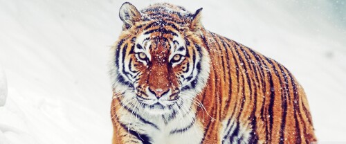 siberian_tiger-wallpaper-3840x1600fb3d01551ce43cb6.jpg