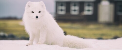 snow_fox_animal-wallpaper-3840x1600051f2da2e4a699e6.jpg