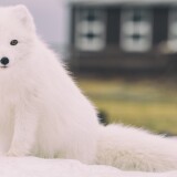 snow_fox_animal-wallpaper-3840x1600051f2da2e4a699e6