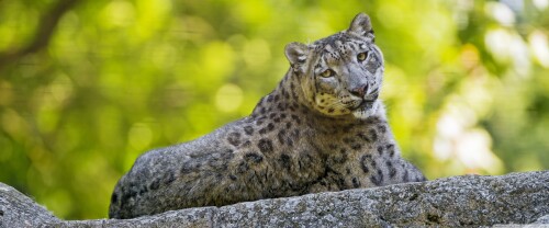 snow_leopard_11-wallpaper-3840x160054259fc3fb279b51.jpg