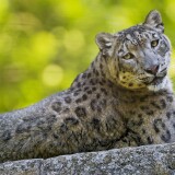 snow_leopard_11-wallpaper-3840x160054259fc3fb279b51